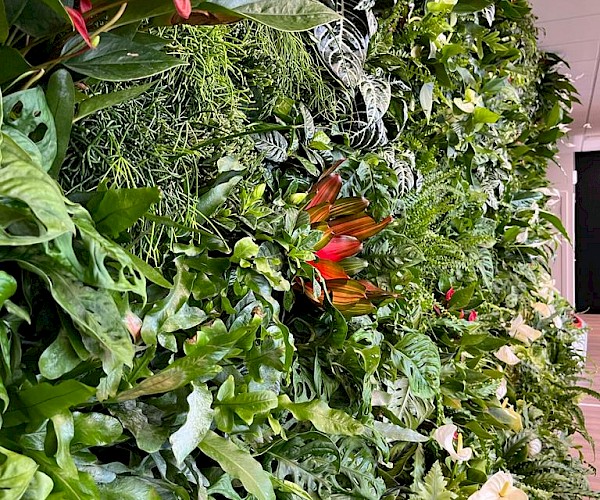 temporary living wall close up
