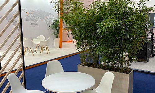 Farnborough Air Show bamboo in brown trough