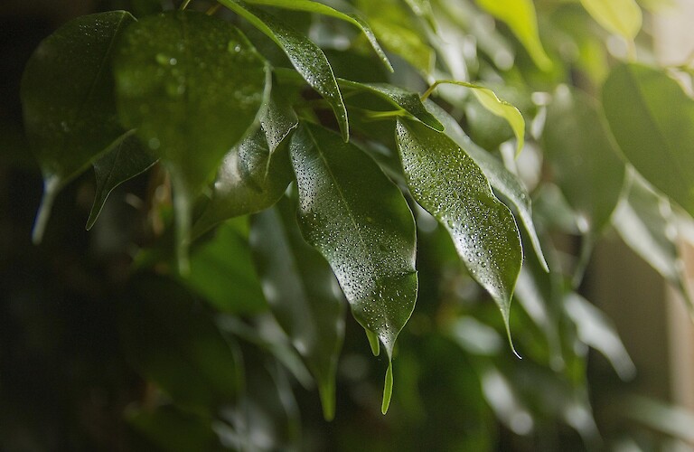 Tree Top Ten: Ficus No 2